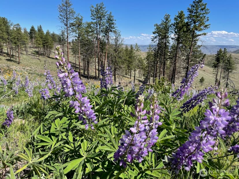 Property photo for 436 Antoine Creek Road #Lot I, Chelan photo 14