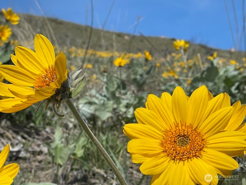 Property photo for 436 Antoine Creek Road #Lot I, Chelan photo 15