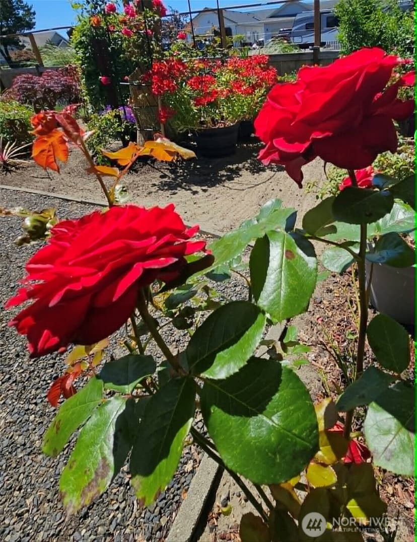 Property photo for 830 Wawona Avenue SW, Ocean Shores photo 31
