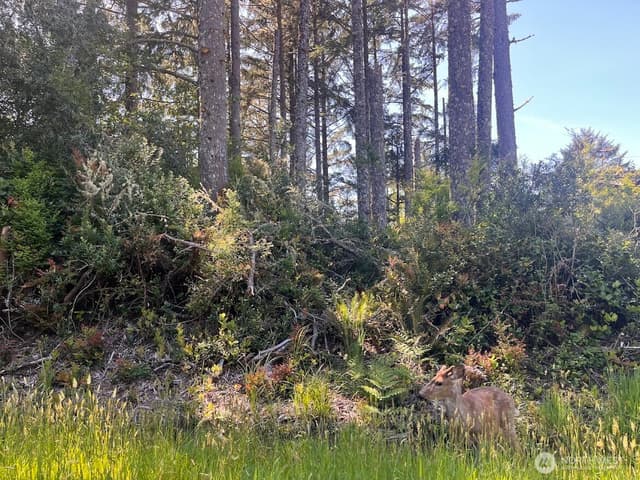 Property photo for 559 Sunset Avenue NE, Ocean Shores photo 2