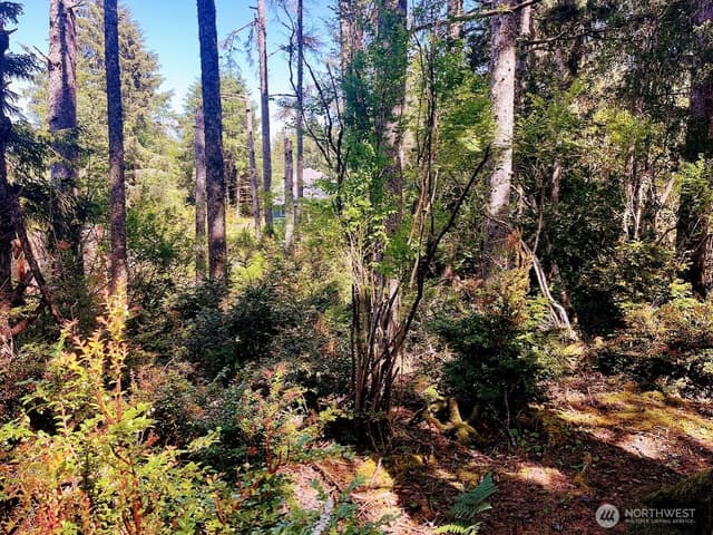 Property photo for 559 Sunset Avenue NE, Ocean Shores photo 5