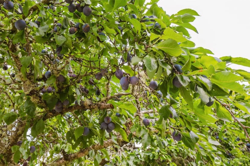 Property photo for 4898 E Collins Road, Port Orchard photo 34