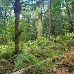 Property photo for 190 Xx Se 66th Street, Issaquah photo 22