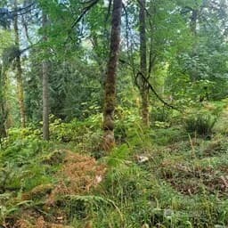 Property photo for 190 Xx Se 66th Street, Issaquah photo 26