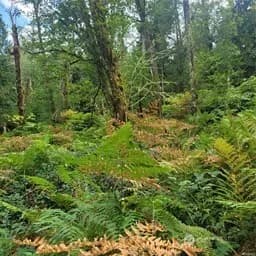 Property photo for 190 Xx Se 66th Street, Issaquah photo 29