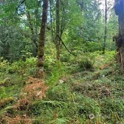 Property photo for 190 Xx Se 66th Street, Issaquah photo 21