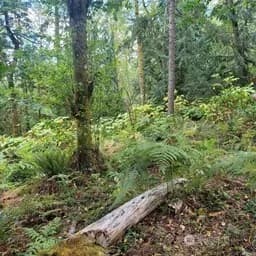 Property photo for 190 Xx Se 66th Street, Issaquah photo 24