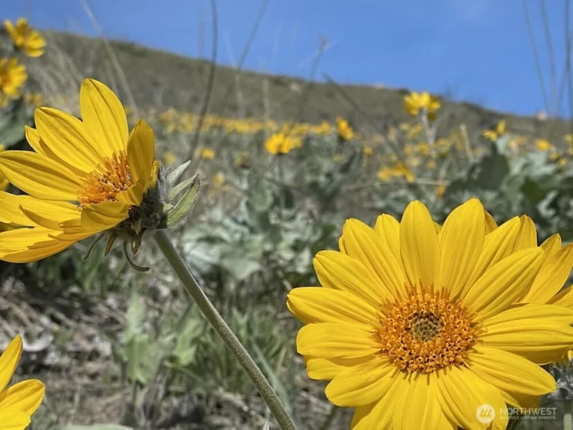 Property photo for 436 Antoine Creek Road #lot I, Chelan photo 15