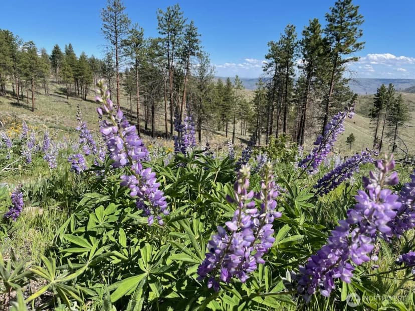 Property photo for 436 Antoine Creek Road #lot I, Chelan photo 14