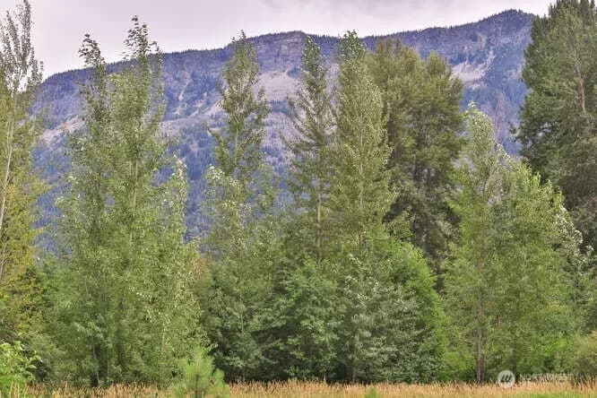 Property photo for 0 Nna Lake Wenatchee Highway, Lake Wenatchee photo 9