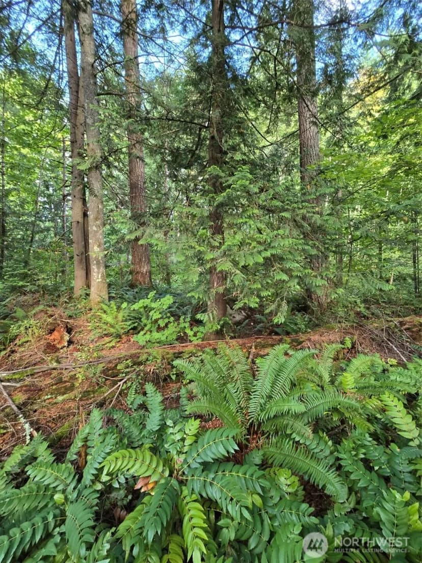 Property photo for 0 Lot Bb Se 159th Street, North Bend photo 9