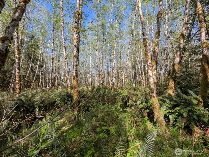 Property photo for 999 Hoh River Park Drive, Forks photo 39