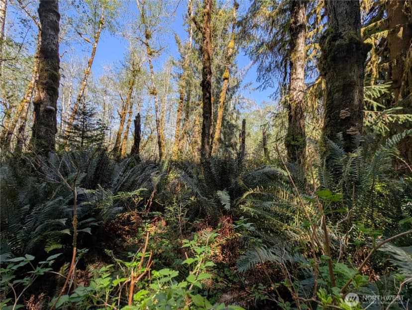 Property photo for 999 Hoh River Park Drive, Forks photo 15