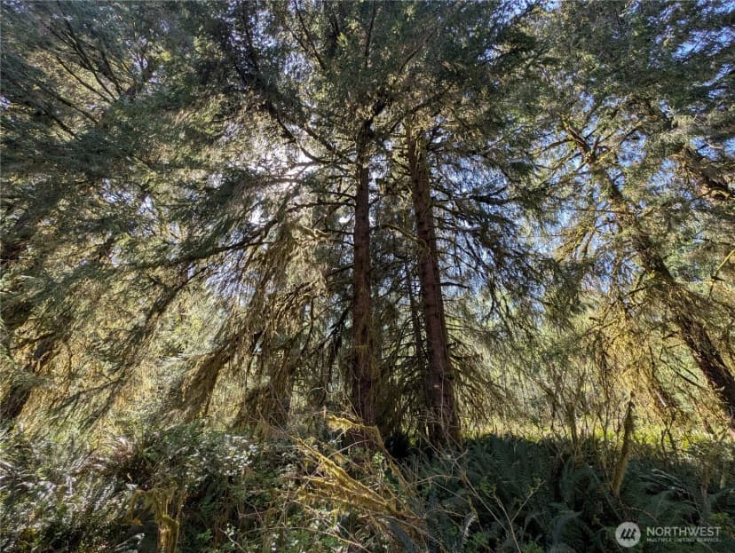 Property photo for 999 Hoh River Park Drive, Forks photo 18