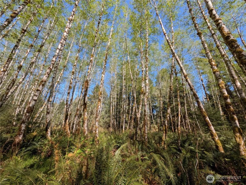 Property photo for 999 Hoh River Park Drive, Forks photo 13