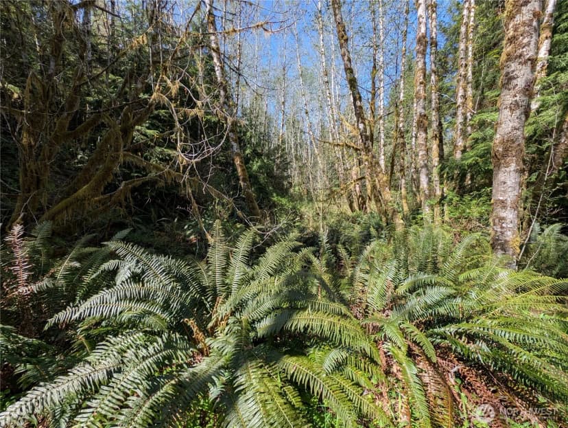 Property photo for 999 Hoh River Park Drive, Forks photo 12