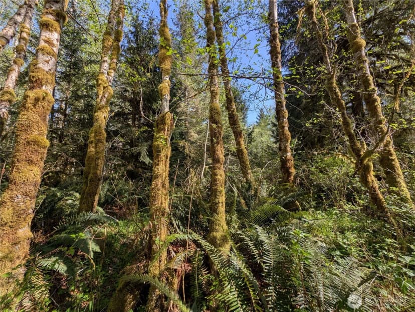 Property photo for 999 Hoh River Park Drive, Forks photo 40