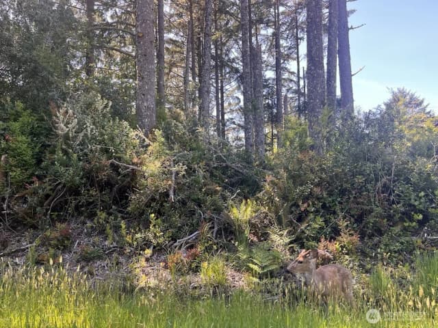 Property photo for 559 Sunset Avenue Ne, Ocean Shores photo 2