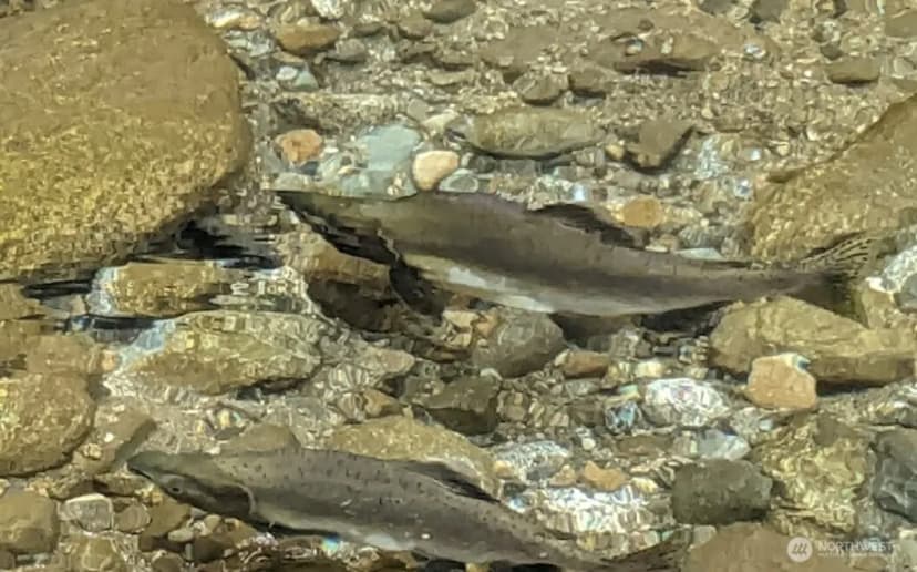 Property photo for 2300 618th Drive Ne, Darrington photo 15