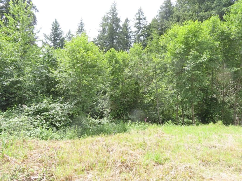 Property photo for 0 Xxx Coleman Road, Mossyrock photo 5