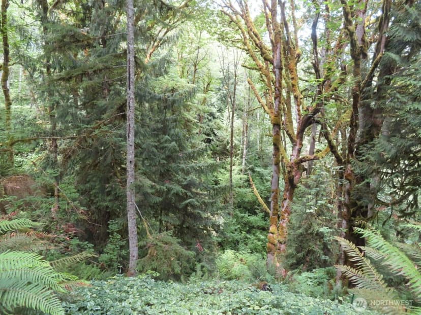 Property photo for 0 Lot 11 Valley View Drive, Mossyrock photo 11