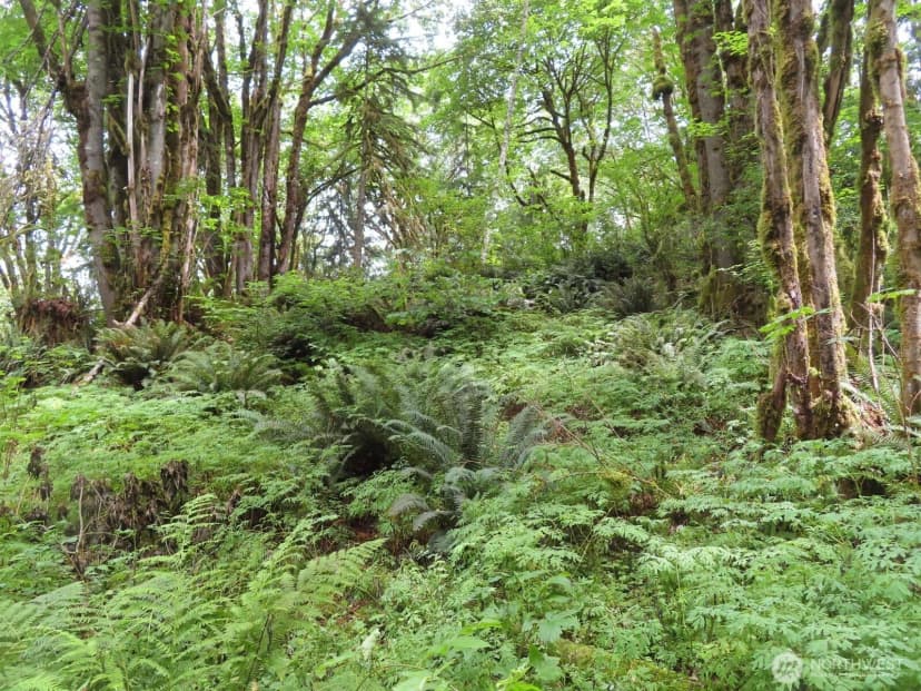 Property photo for 0 Lot 11 Valley View Drive, Mossyrock photo 13