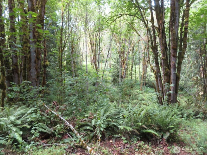 Property photo for 0 Lot 11 Valley View Drive, Mossyrock photo 3
