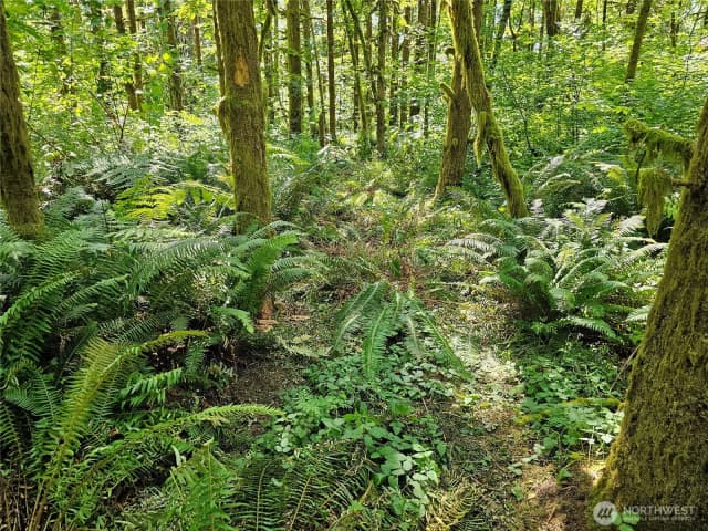Property photo for 0 Peterson Road Sw, Tenino photo 3