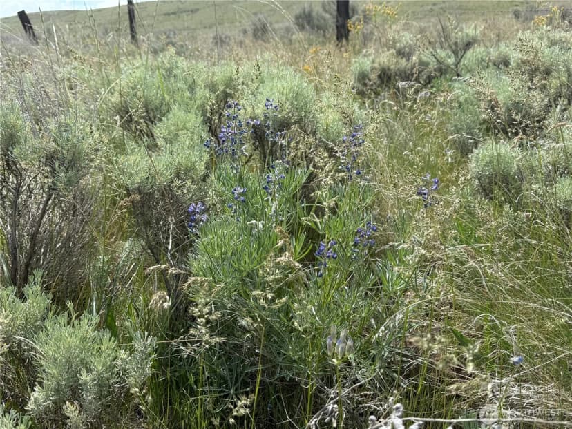 Property photo for 0 Titchenal Canyon Road Sw, Waterville photo 12