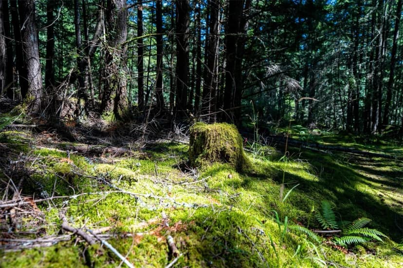 Property photo for 1087 Cady Mountain Road, San Juan Island photo 9