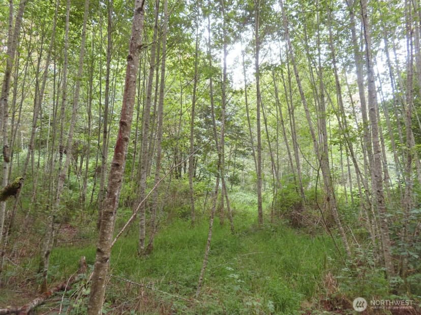 Property photo for 0 Xxx Del Ray Road, Mossyrock photo 19