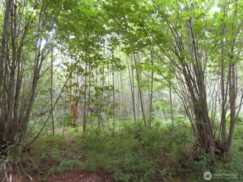 Property photo for 0 Xxx Del Ray Road, Mossyrock photo 16