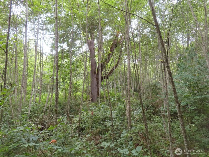 Property photo for 0 Xxx Del Ray Road, Mossyrock photo 17
