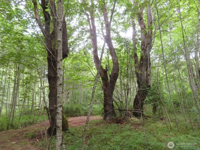 Property photo for 0 Xxx Del Ray Road, Mossyrock photo 3