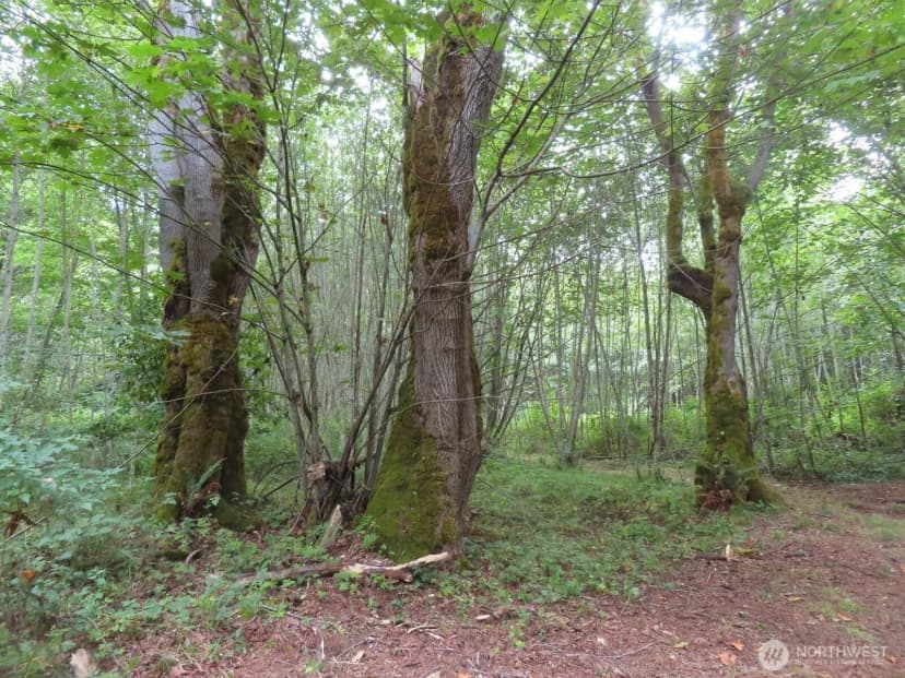 Property photo for 0 Xxx Del Ray Road, Mossyrock photo 6