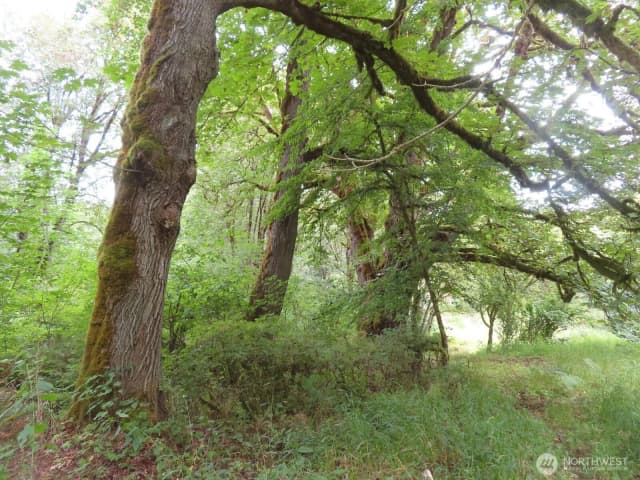 Property photo for 0 Xxx Del Ray Road, Mossyrock photo 4