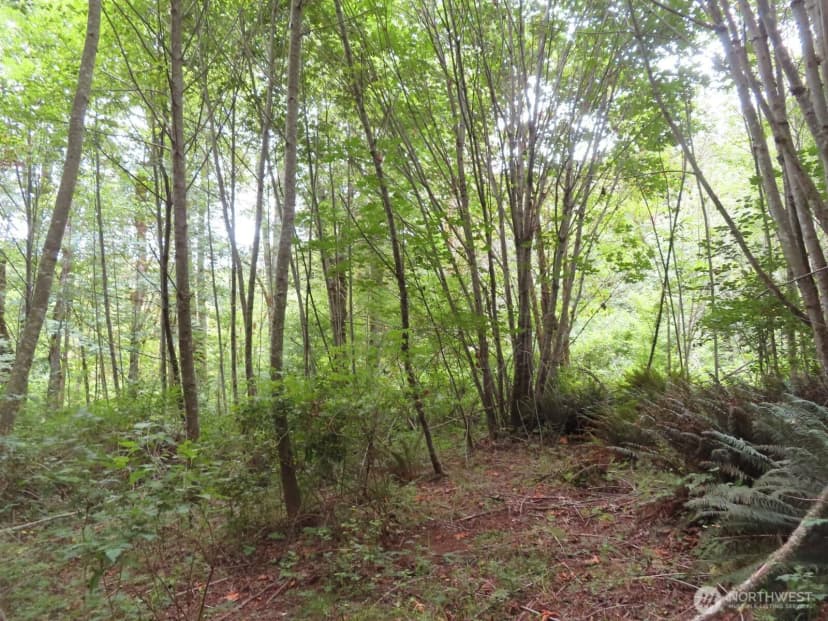 Property photo for 0 Xxx Del Ray Road, Mossyrock photo 21